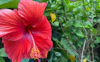 Spring 2026 Discounts at Disney’s Aulani Resort