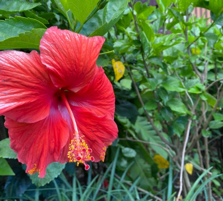 Spring 2026 Discounts at Disney’s Aulani Resort