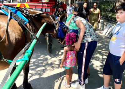 New Orleans Mid-city Carriage Ride with Magic, Memories, Mayhem